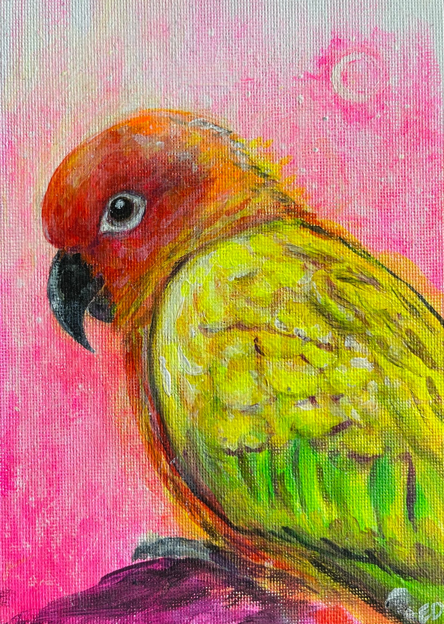 Sunset Conure, 5"x7"